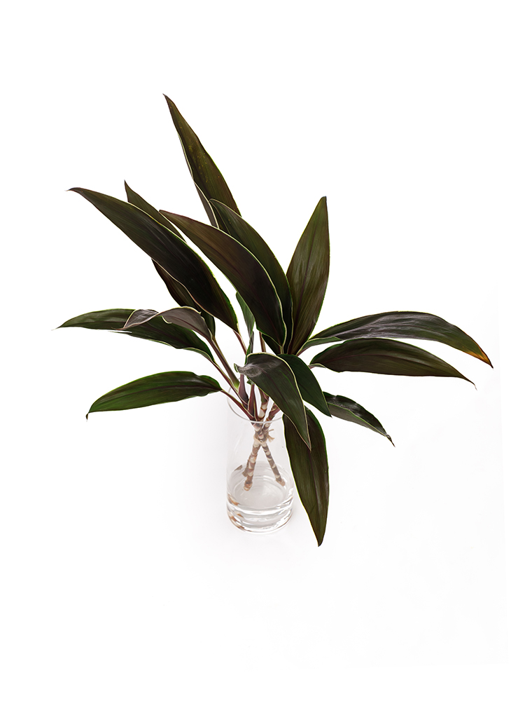 【生花】ドラセナ カプチーノの全体写真のアップ