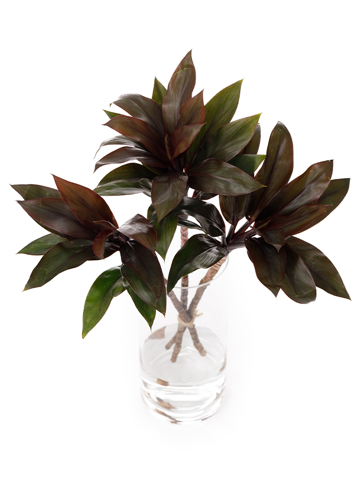 【入荷花材】ドラセナ コンパクターパープルの全体写真のアップ