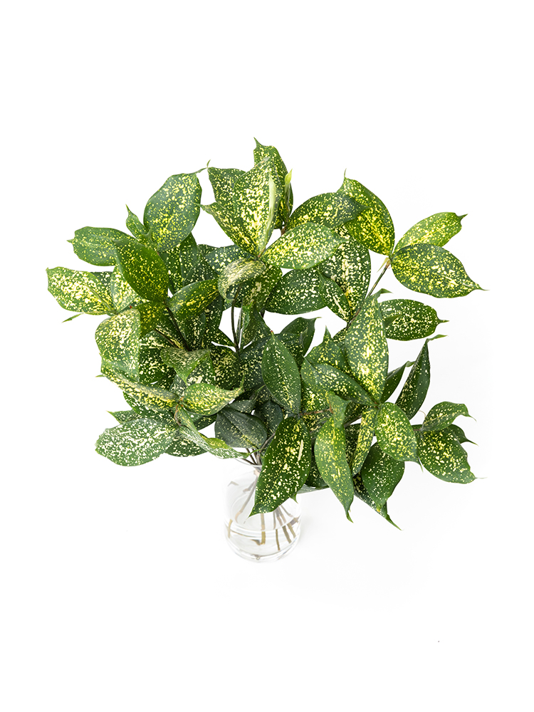 【生花】ドラセナ ゴッドセフィアナの全体写真のアップ