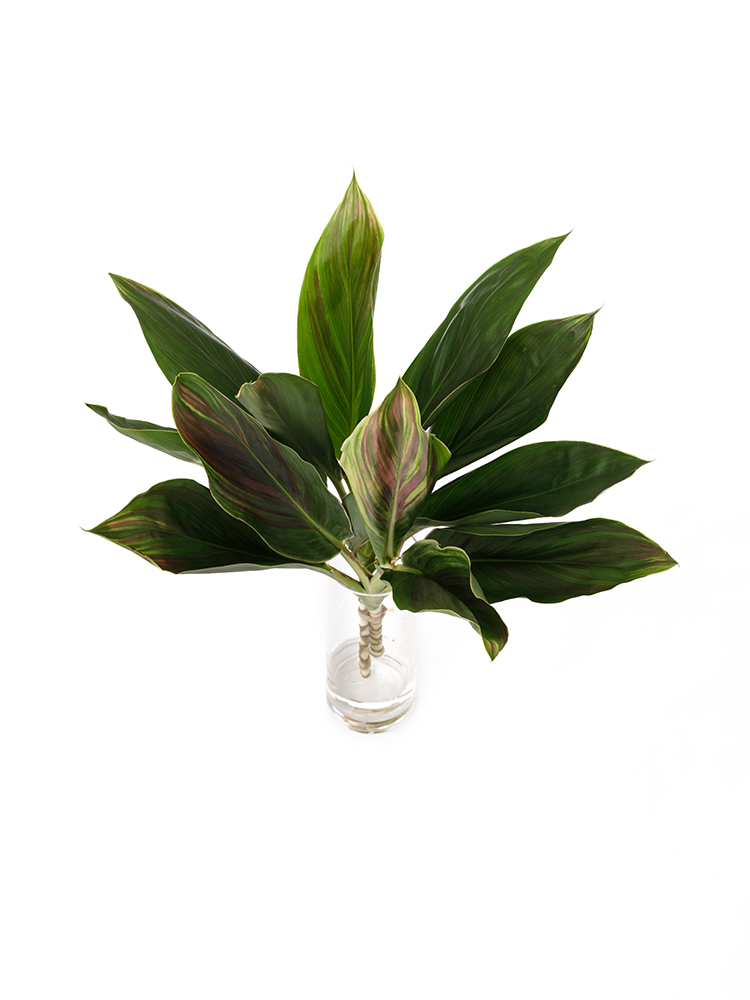 【入荷花材】ドラセナ ハワイアンフラッグの全体写真のアップ