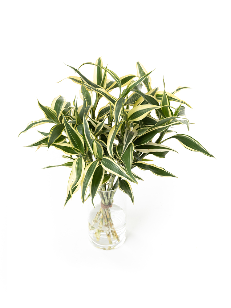 【入荷花材】ドラセナ　サンデリーアーナホワイトの全体写真のアップ