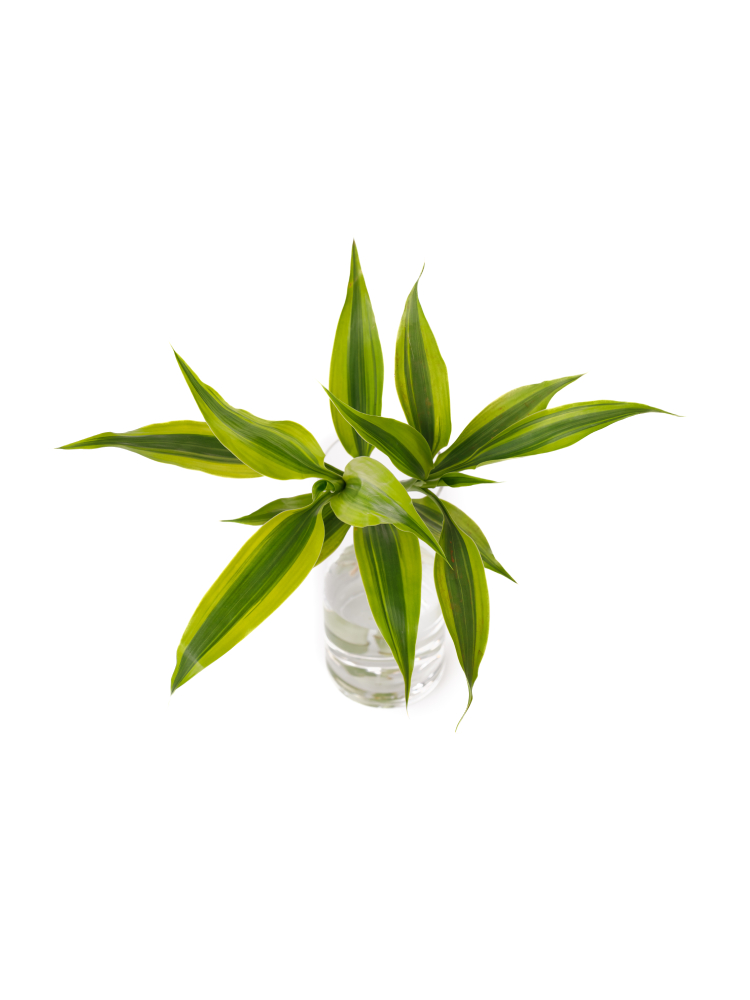 【生花】ドラセナ サンデリーゴールドの全体写真のアップ