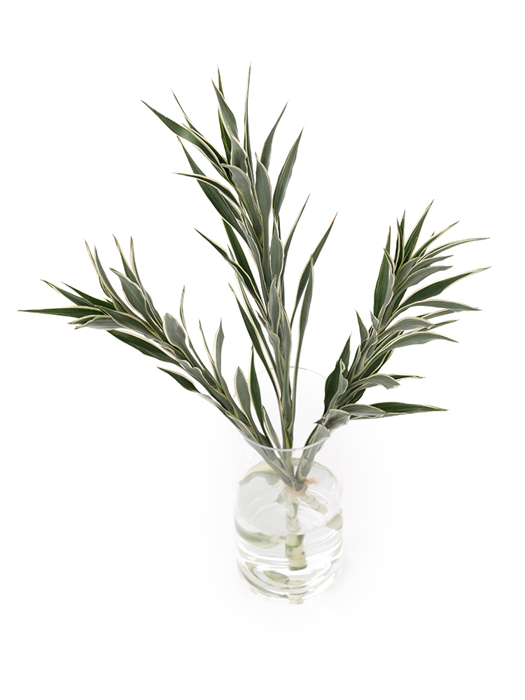 【生花】ドラセナ サンデリーセレスの全体写真のアップ