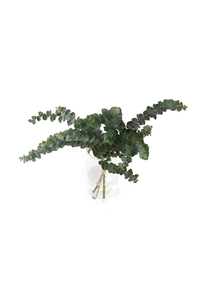 【入荷花材】ユーカリ　ベイビーブルーの全体写真のアップ