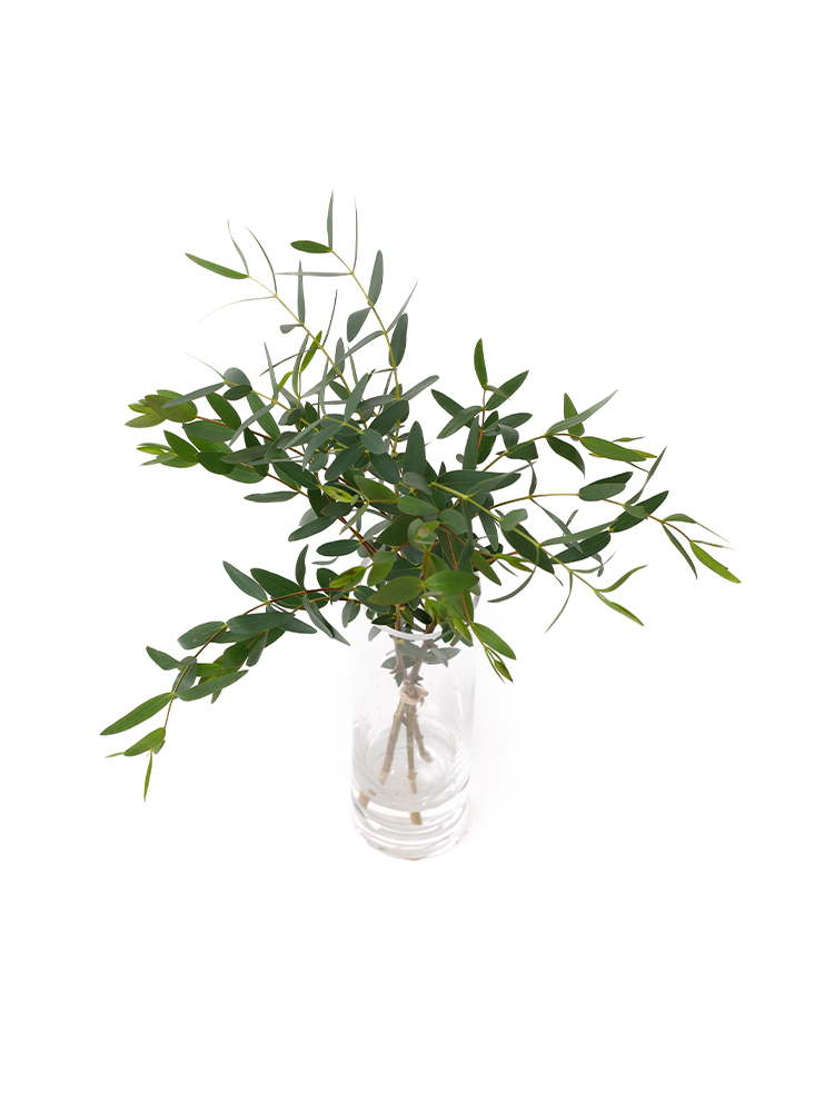 【生花】ユーカリ パルプラの全体写真のアップ