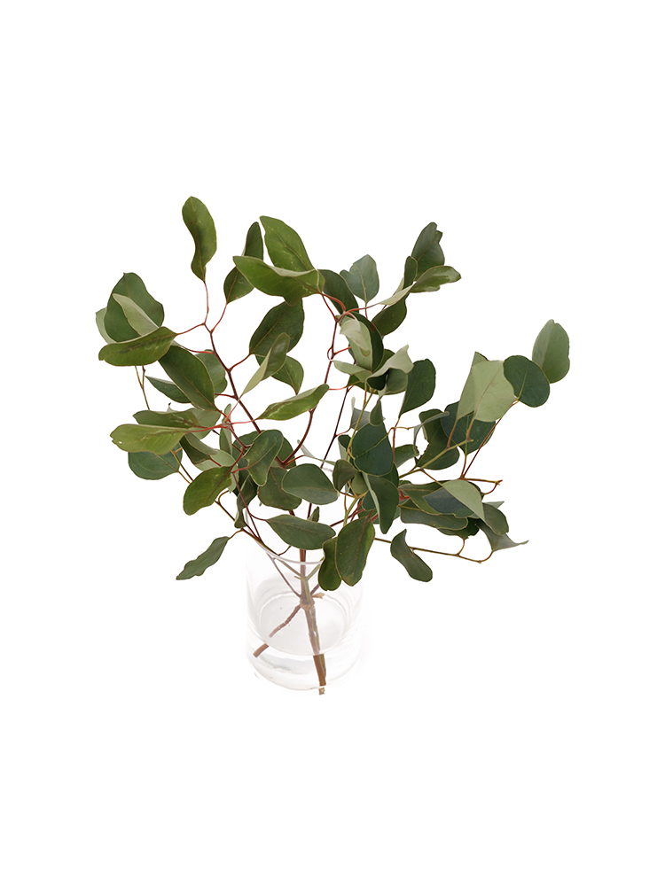 【入荷花材】ユーカリ　ポポラスリーフの全体写真のアップ