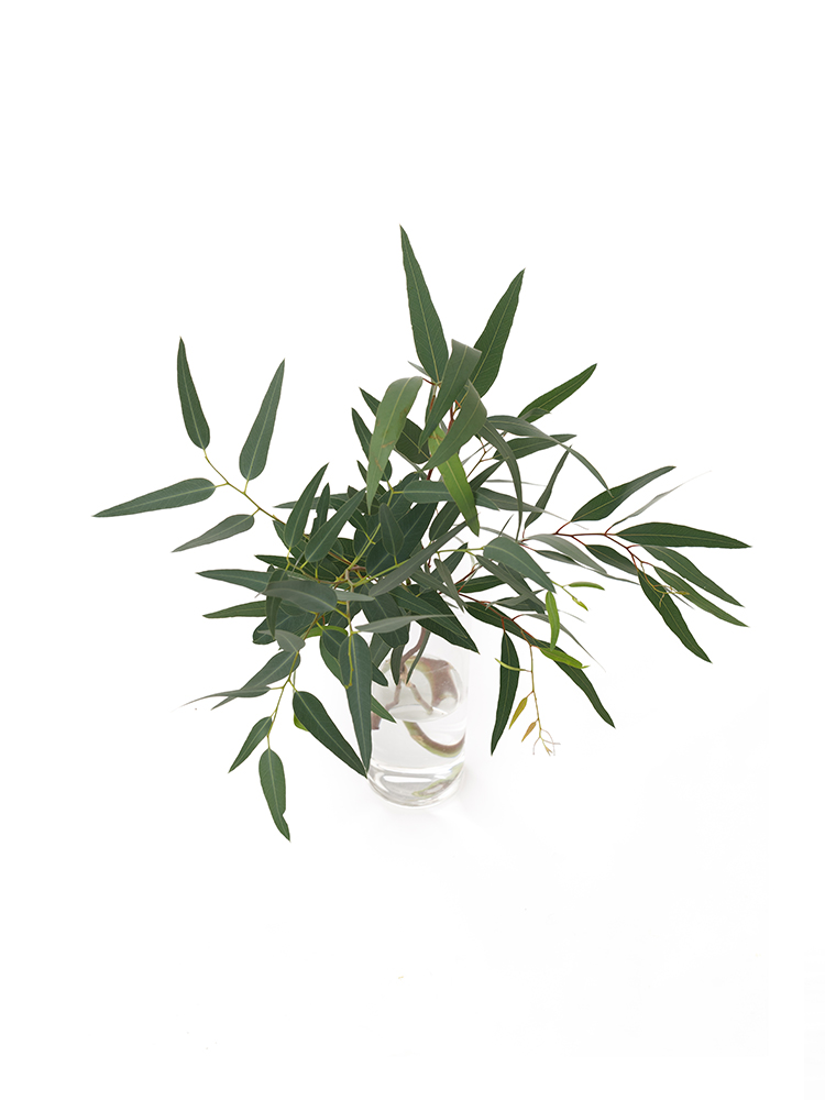 【入荷花材】ユーカリ ササバユーカリの全体写真のアップ