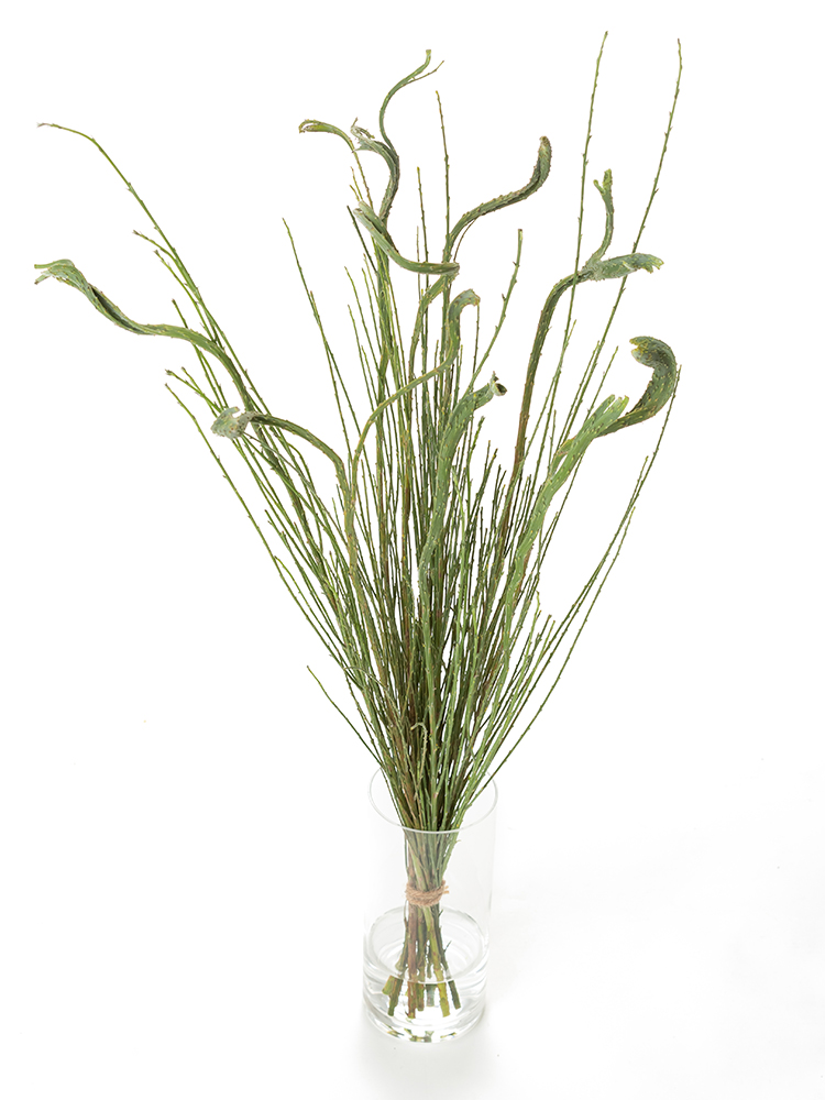 【生花】エニシダ セッカエニシダの全体写真のアップ