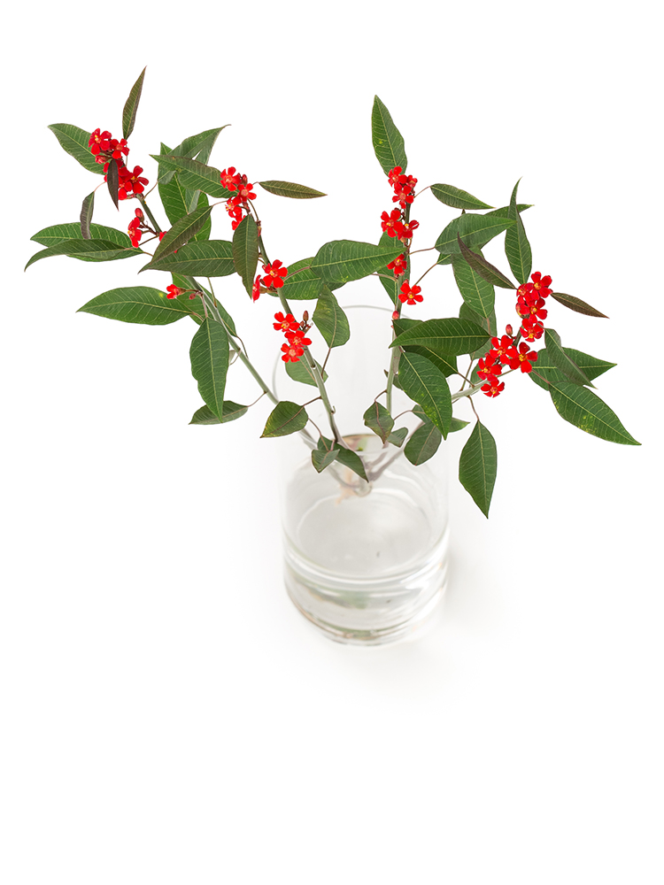 【生花】ユーフォルビア(フルゲンス)赤 品種おまかせの全体写真のアップ