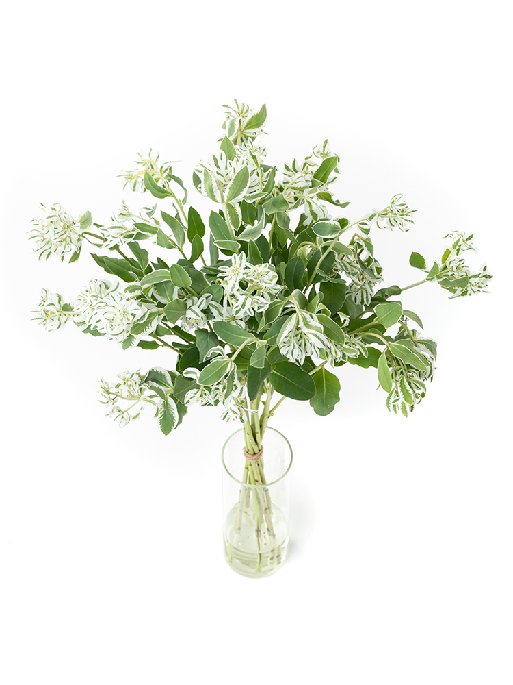 【生花】ユーフォルビア 初雪草の全体写真のアップ