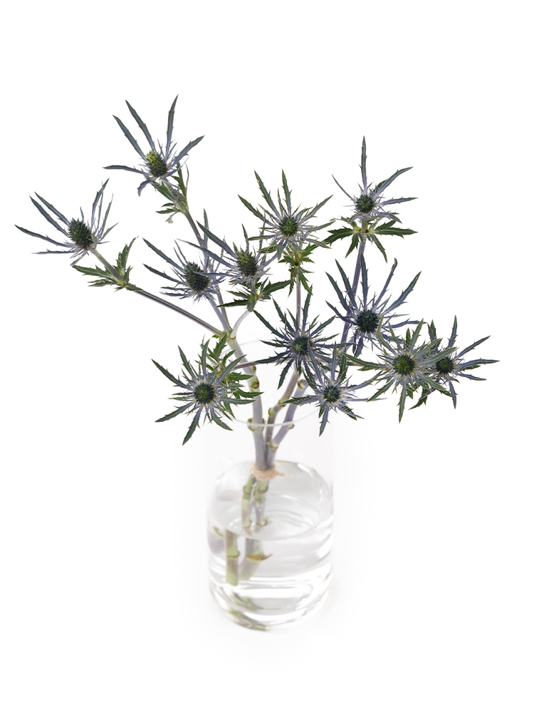 【生花】エリンジューム ブルーベルの全体写真のアップ