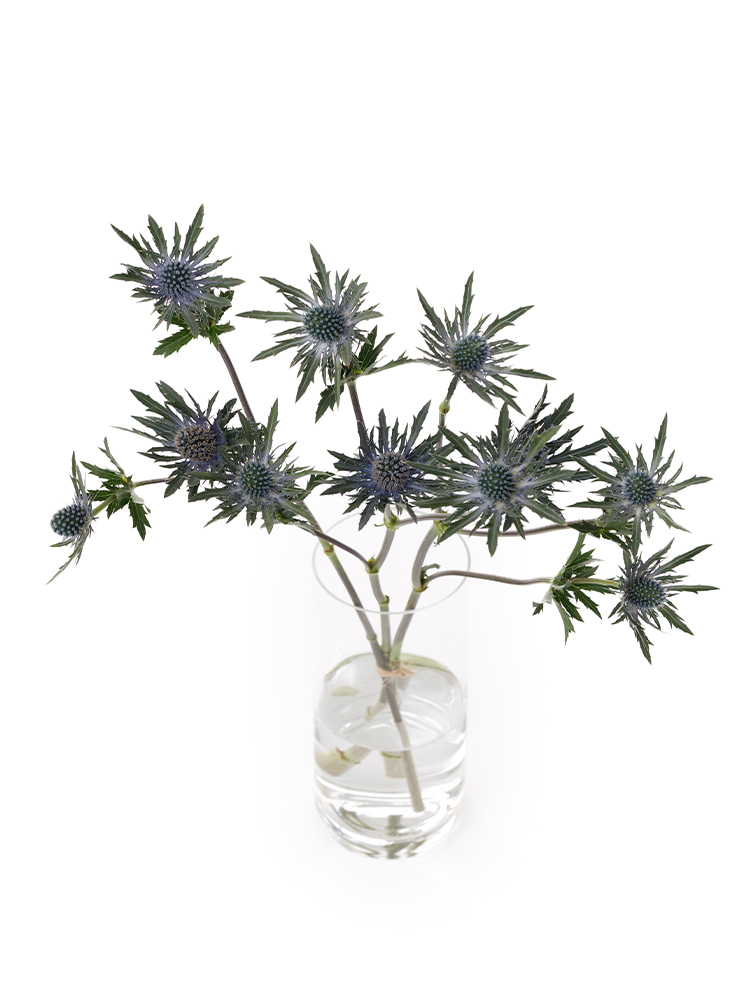 【生花】エリンジューム オリオンの全体写真のアップ