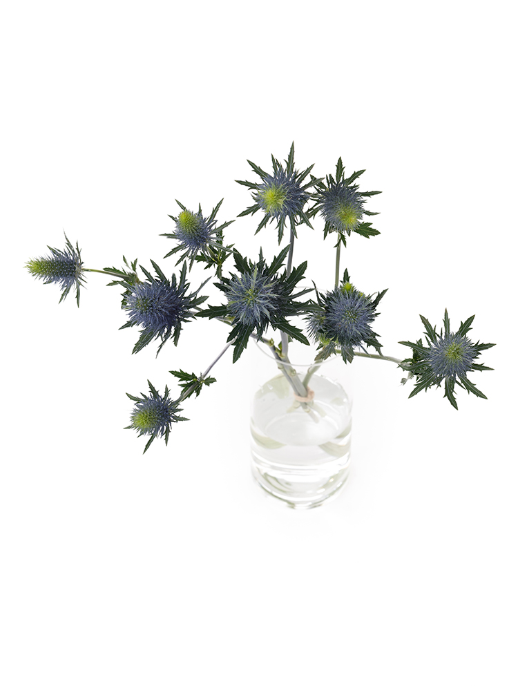 【入荷花材】エリンジューム　スーパーノバの全体写真のアップ