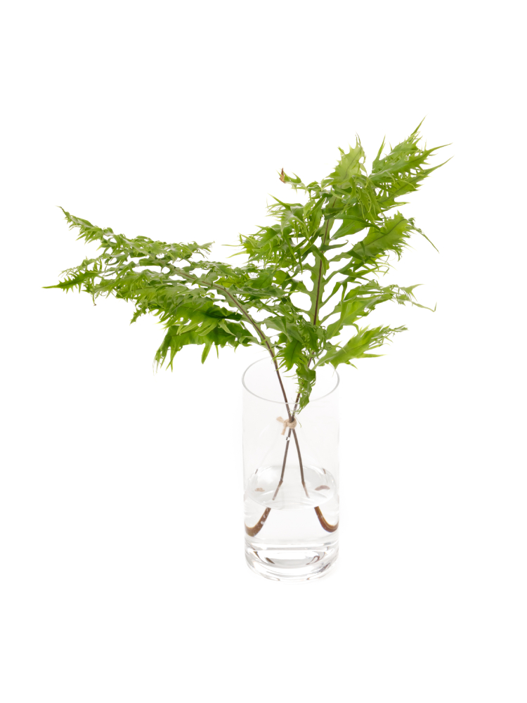 【生花】ヒリュウシダ の全体写真のアップ