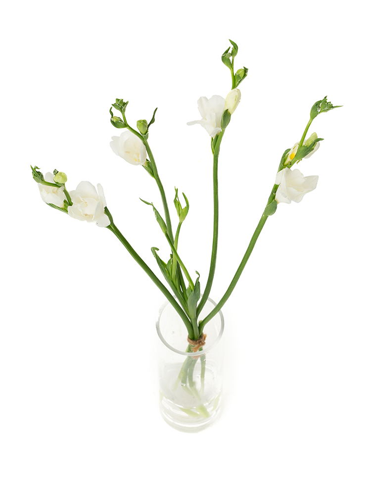 【生花】フリージア(八重咲き) ベルビルの全体写真のアップ