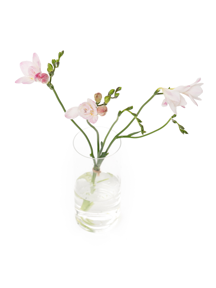 【生花】フリージア(八重咲き) ハネムーンの全体写真のアップ