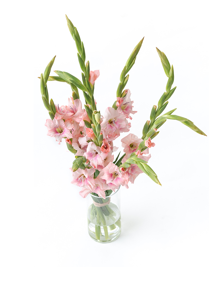 【生花】グラジオラス アドレナリンの全体写真のアップ