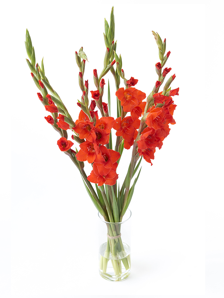 【生花】グラジオラス マグマの全体写真のアップ