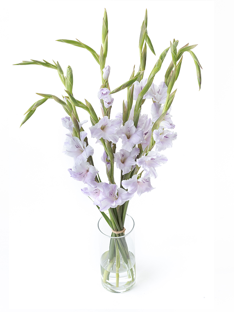 【生花】グラジオラス ミルカの全体写真のアップ