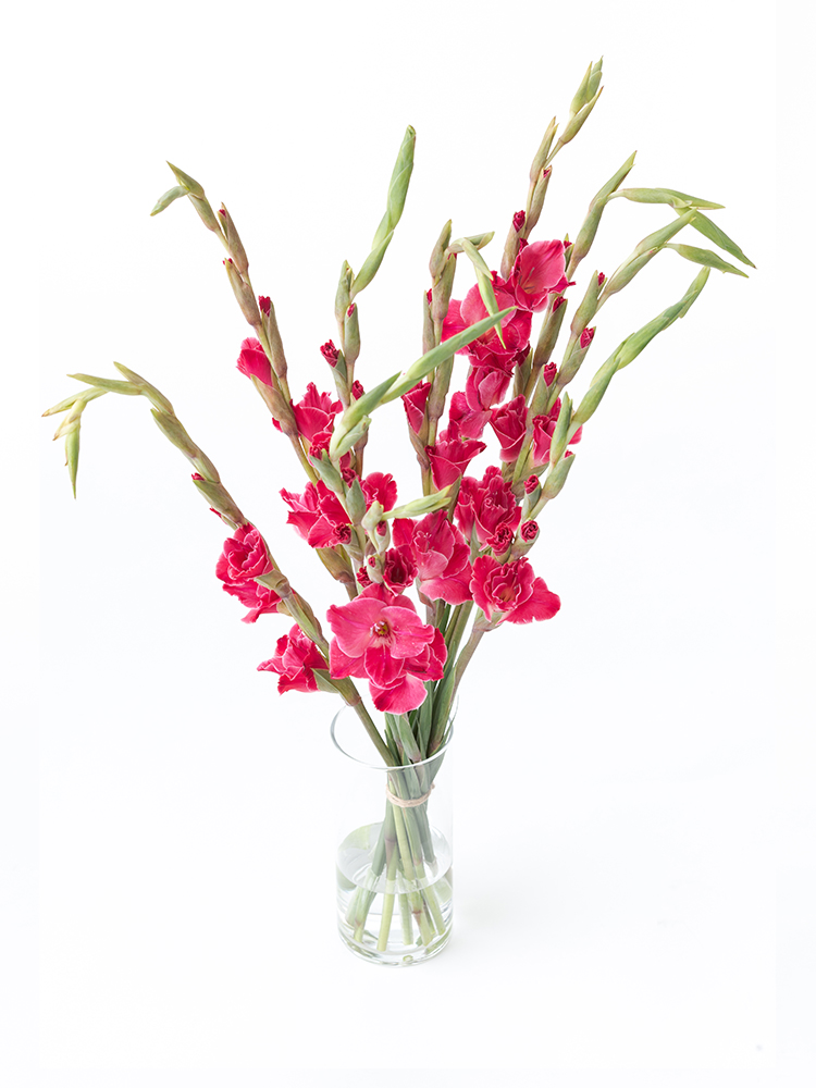 【生花】グラジオラス(濃ピンク) 品種おまかせの全体写真のアップ