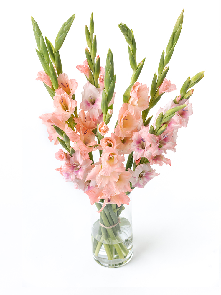 【生花】グラジオラス 品種おまかせ(ピンク)の全体写真のアップ