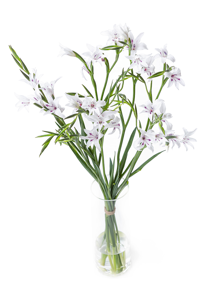 【生花】グラジオラス ピュアベールの全体写真のアップ