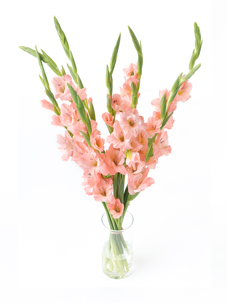 【生花】グラジオラス シュガーベイブの全体写真のアップ