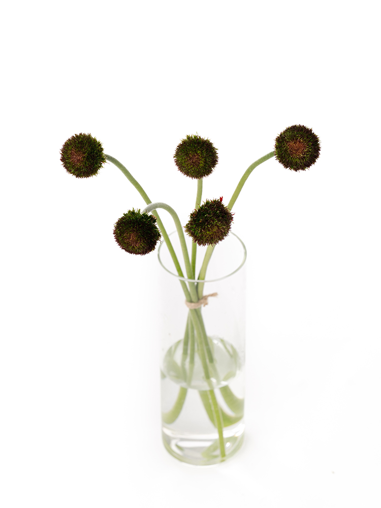 【生花】ガーベラ マリモダークの全体写真のアップ