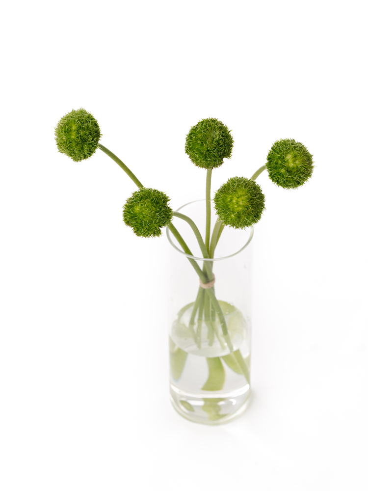 【生花】ガーベラ ミコロンの全体写真のアップ