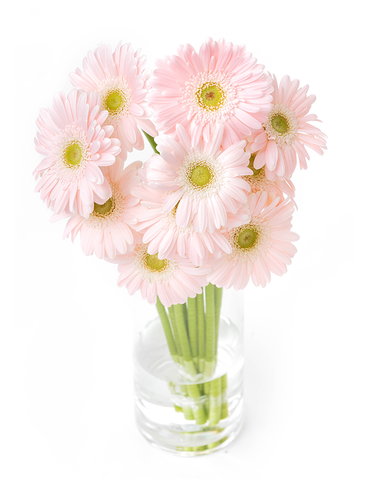 【生花】ガーベラ ネクタリンケーキの全体写真のアップ