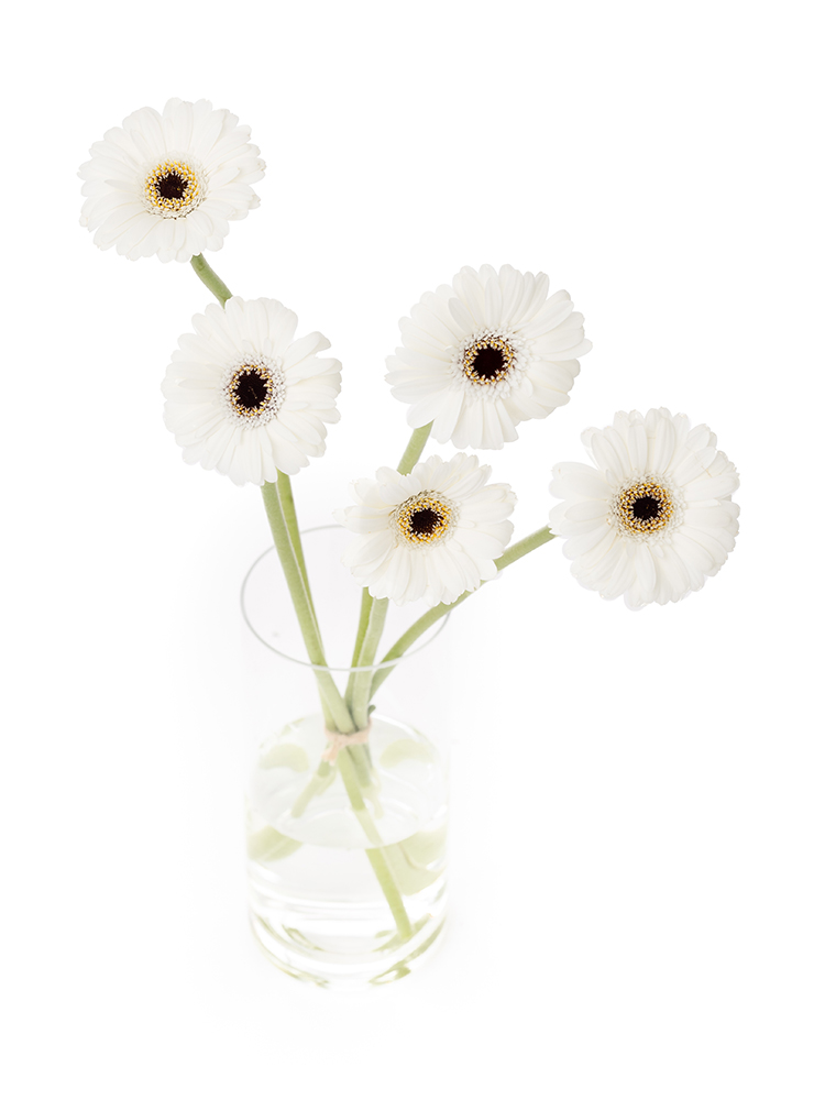 【生花】ガーベラ 品種おまかせ(白)の全体写真のアップ