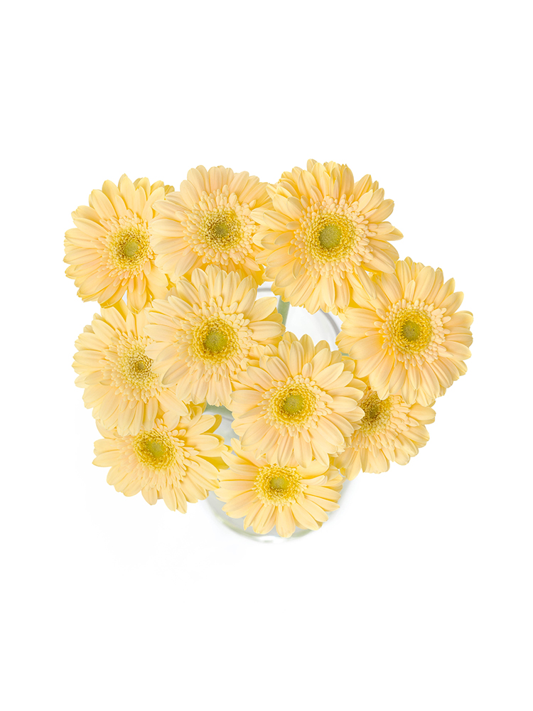 【生花】ガーベラ プチキャヴァリエの全体写真のアップ