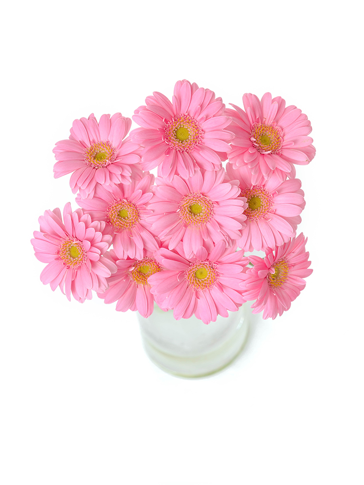 【生花】ガーベラ ローラの全体写真のアップ