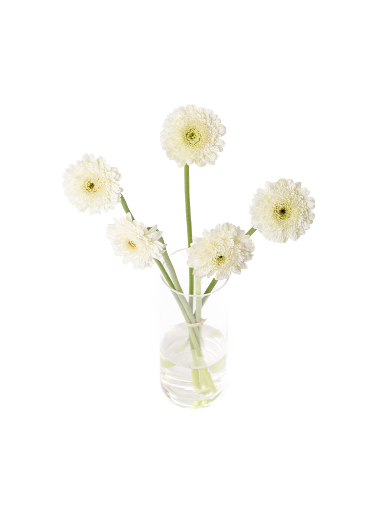 【入荷花材】ガーベラ(ポンポン咲き)　カリストの全体写真のアップ