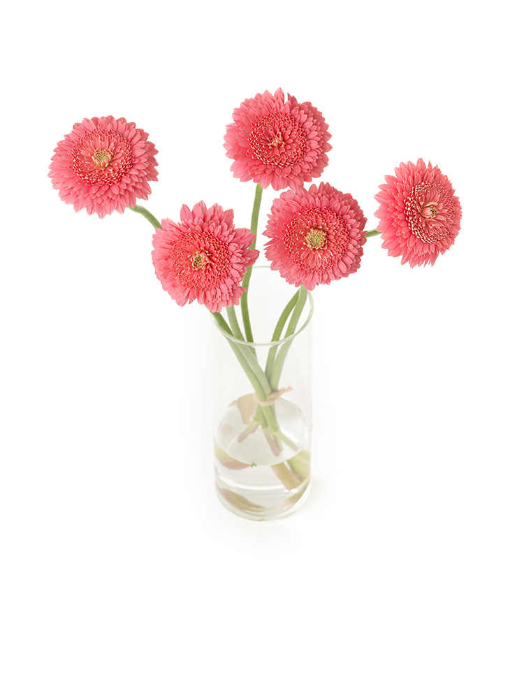 【生花】ガーベラ(ポンポン咲き)ピンク 品種おまかせの全体写真のアップ