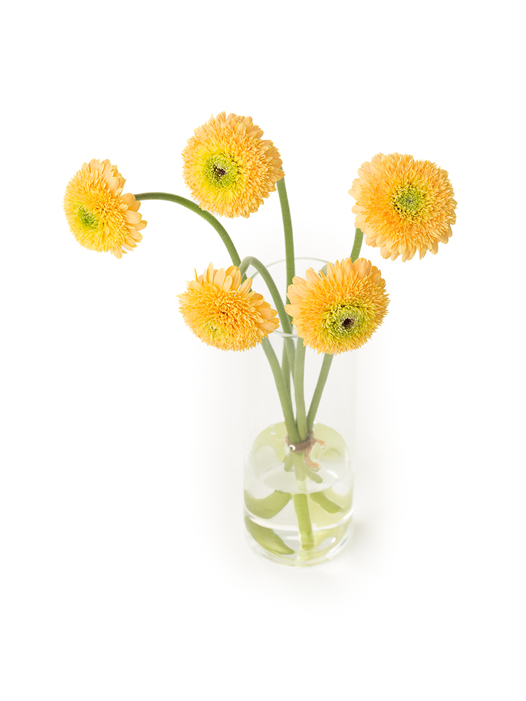 【生花】ガーベラ(ポンポン咲き) ストラの全体写真のアップ