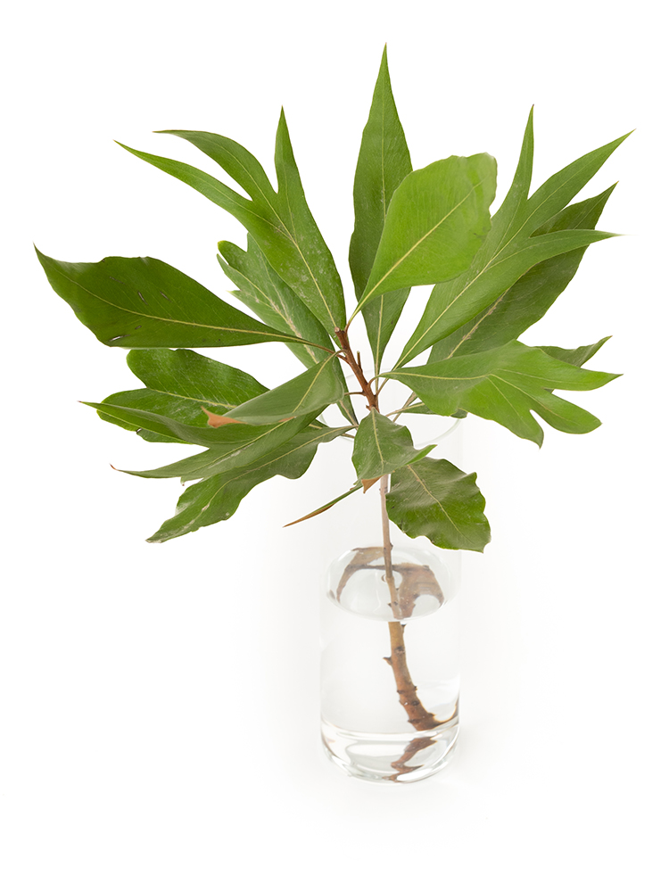 【入荷花材】グレビリア グレビリアゴールドの全体写真のアップ