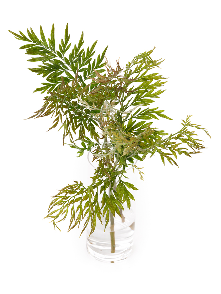 【生花】グレビリア ロブスターの全体写真のアップ