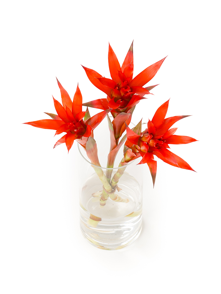 【生花】グズマニア グランプリの全体写真のアップ