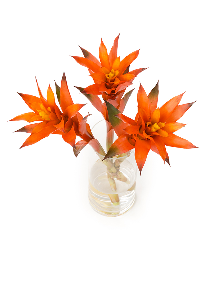 【生花】グズマニア オランジェイドの全体写真のアップ