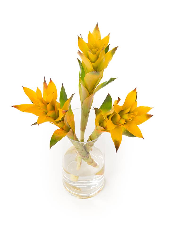 【生花】グズマニア(黄) 品種おまかせの全体写真のアップ