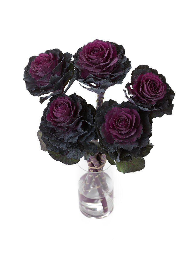 【生花】ハボタン エレガンスの全体写真のアップ