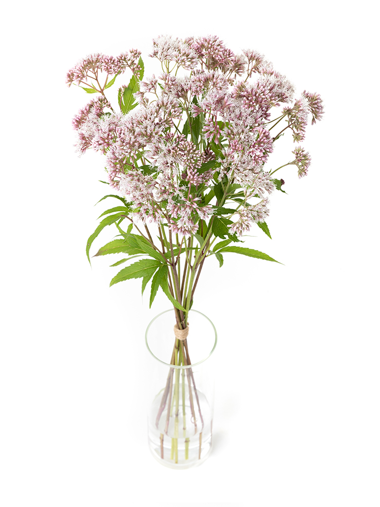 【生花】フジバカマ フジバカマピンクの全体写真のアップ