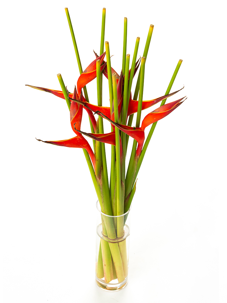 【生花】ヘリコニヤ ファイヤーバードの全体写真のアップ