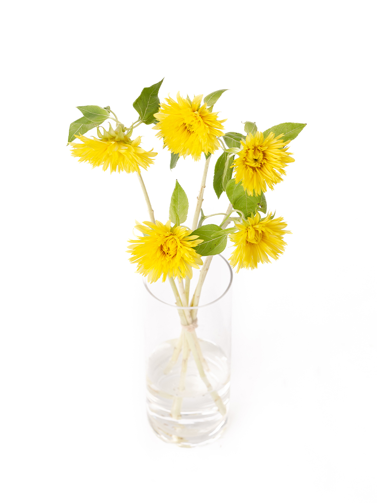 【生花】ひまわり レモネードの全体写真のアップ