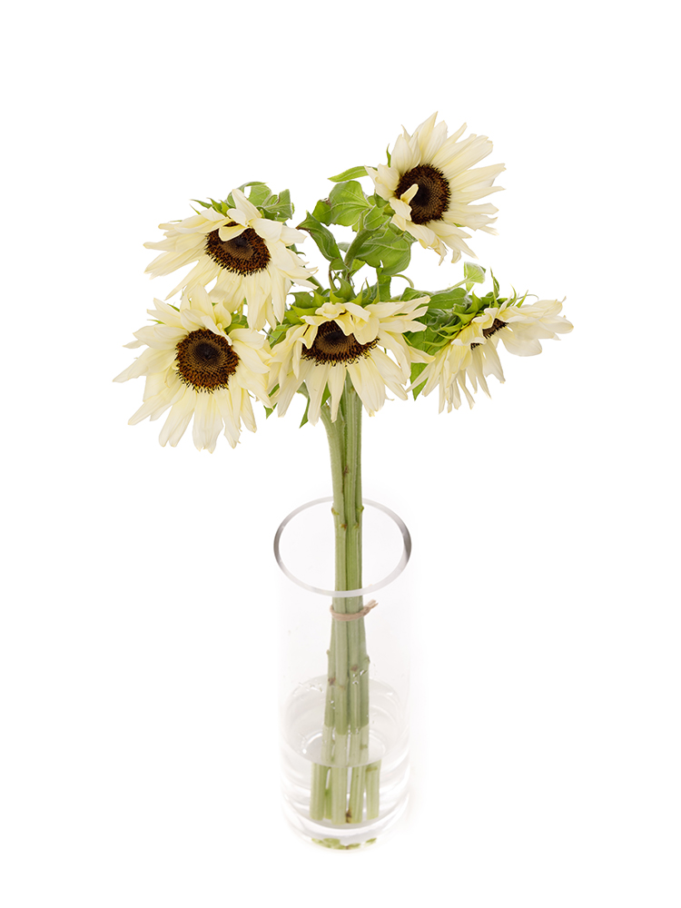 ds-kanai-sunflower-bundle2-mix