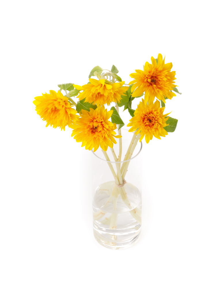 【生花】ひまわり(八重咲き)オレンジ 品種おまかせの全体写真のアップ