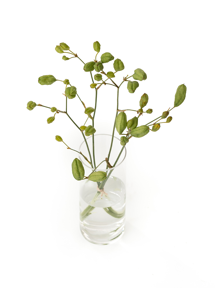 【生花】ヒオウギ(緑) 品種おまかせの全体写真のアップ