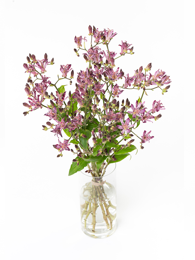 【生花】ホトトギス シノノメの全体写真のアップ