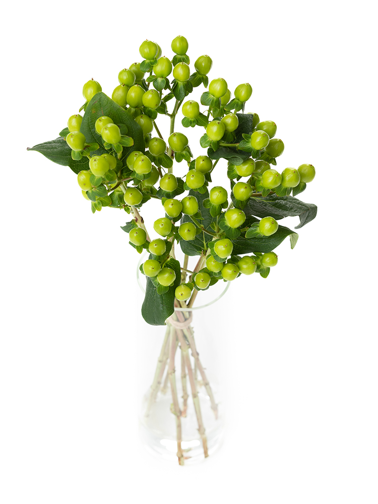 【生花】ヒペリカム ココバンブーの全体写真のアップ